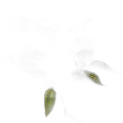 Image of Pimento Leaf note